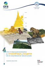 Orpaillage en Guyane